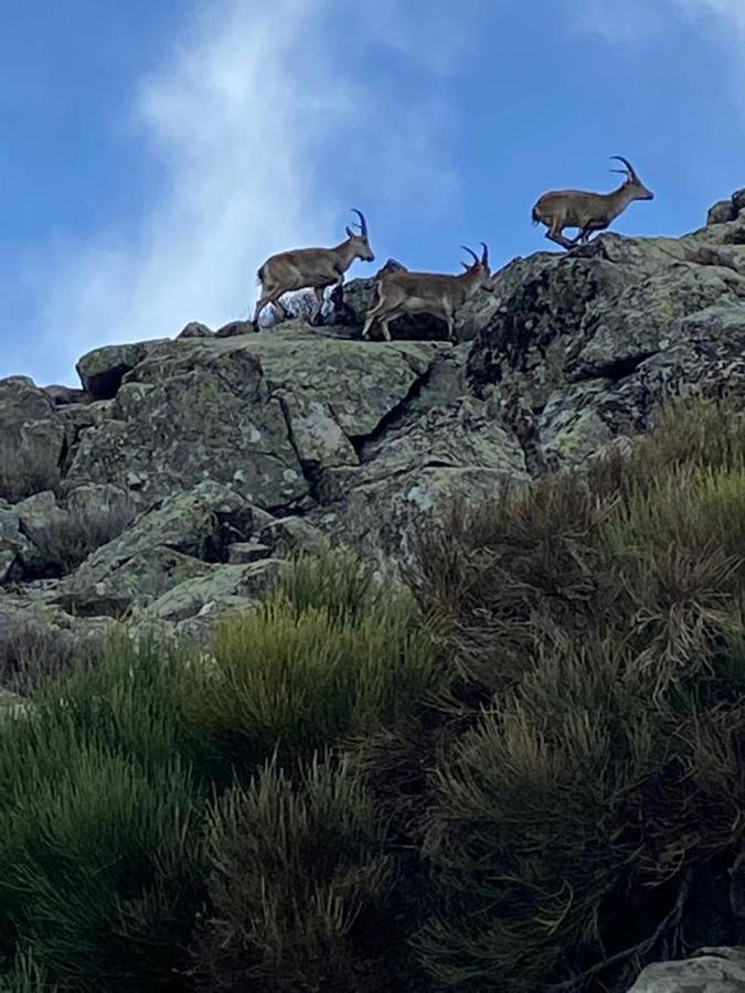 El Jazmin De La Fuente Casa Rural Guijo de Santa Bárbara Eksteriør billede